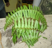 4-5-Goldsworthy-03