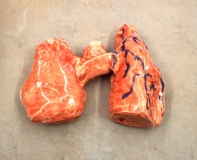 Lungs